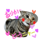 ★かわいい猫☆写真★（個別スタンプ：31）