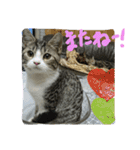 ★かわいい猫☆写真★（個別スタンプ：32）