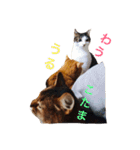 ゆき猫（個別スタンプ：1）