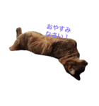 ゆき猫（個別スタンプ：2）