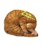 ゆき猫（個別スタンプ：3）