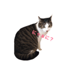 ゆき猫（個別スタンプ：5）