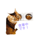 ゆき猫（個別スタンプ：6）