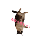 ゆき猫（個別スタンプ：7）