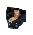 ゆき猫（個別スタンプ：8）