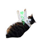ゆき猫（個別スタンプ：9）