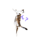ゆき猫（個別スタンプ：11）