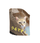 ゆき猫（個別スタンプ：12）
