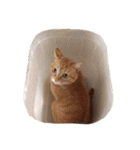 ゆき猫（個別スタンプ：13）