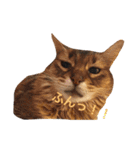 ゆき猫（個別スタンプ：14）