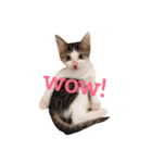 ゆき猫（個別スタンプ：15）