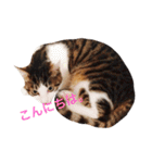 ゆき猫（個別スタンプ：16）