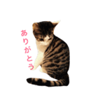ゆき猫（個別スタンプ：18）