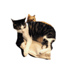 ゆき猫（個別スタンプ：22）