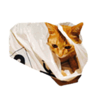 ゆき猫（個別スタンプ：24）