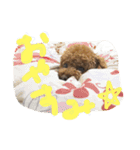 トイプードルのトイくんスタンプ（個別スタンプ：8）