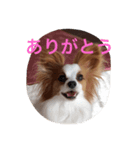 dogsdogs（個別スタンプ：2）
