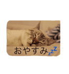 dogsdogs（個別スタンプ：3）