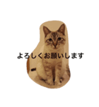 dogsdogs（個別スタンプ：5）
