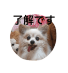dogsdogs（個別スタンプ：6）