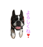 ボステリびしゃちん（個別スタンプ：5）