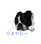 ボステリびしゃちん（個別スタンプ：12）