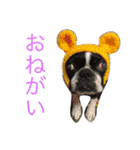 ボステリびしゃちん（個別スタンプ：13）