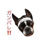 ボステリびしゃちん（個別スタンプ：16）