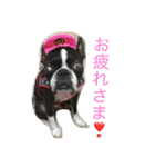 ボステリびしゃちん（個別スタンプ：22）