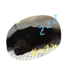 くろぷー（個別スタンプ：1）