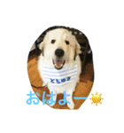 グレートピレニーズのとらゆきくん（個別スタンプ：1）