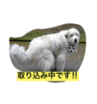 グレートピレニーズのとらゆきくん（個別スタンプ：3）