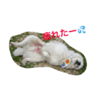 グレートピレニーズのとらゆきくん（個別スタンプ：4）