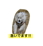 グレートピレニーズのとらゆきくん（個別スタンプ：5）