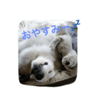 グレートピレニーズのとらゆきくん（個別スタンプ：8）
