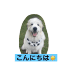 グレートピレニーズのとらゆきくん（個別スタンプ：10）