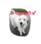 グレートピレニーズのとらゆきくん（個別スタンプ：14）