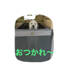 グレートピレニーズのとらゆきくん（個別スタンプ：15）
