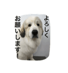 グレートピレニーズのとらゆきくん（個別スタンプ：16）