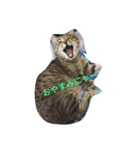 nyan1（個別スタンプ：2）