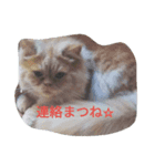 nyan1（個別スタンプ：3）