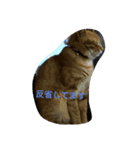 nyan1（個別スタンプ：4）