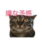 表示豊かな猫たちの日常（個別スタンプ：5）