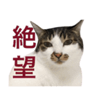 表示豊かな猫たちの日常（個別スタンプ：7）