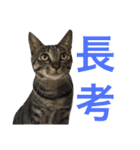 表示豊かな猫たちの日常（個別スタンプ：10）