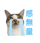 表示豊かな猫たちの日常（個別スタンプ：13）