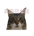 表示豊かな猫たちの日常（個別スタンプ：25）