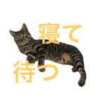 表示豊かな猫たちの日常（個別スタンプ：30）