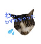 表示豊かな猫たちの日常（個別スタンプ：32）