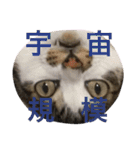 表示豊かな猫たちの日常（個別スタンプ：36）